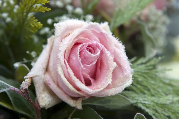 Güzel Yumuşak Pembe Gül Çiçek Frost Yeşil Yaprakları Ile Yakından — Stok fotoğraf