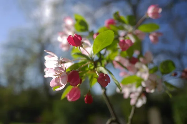 Close View Beautiful Pink Rosa Canina Flowers Sunny Spring Day — Stock Photo, Image