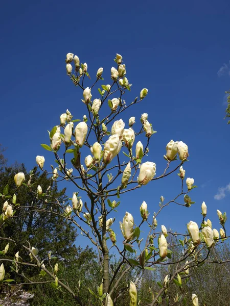 Vista Ángulo Bajo Hermoso Árbol Magnolia Floreciente Contra Cielo Azul —  Fotos de Stock