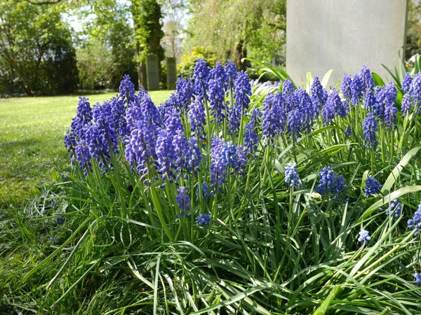 Blue Muscari Flowers Growing Municipal Cemetery Amsterdam Netherlands — Stock Photo, Image