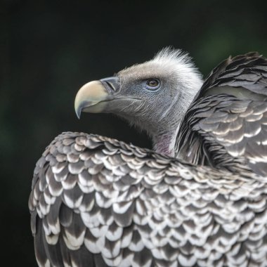 Gyps rueppellii kuş türü yaban hayatı yakından görmek