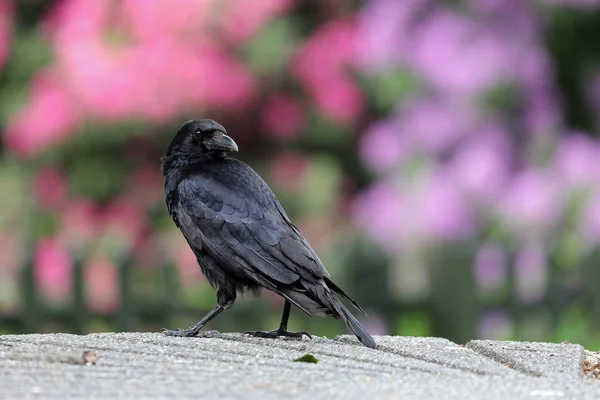 Close View Beautiful Black Crow Garden — Stock Photo, Image