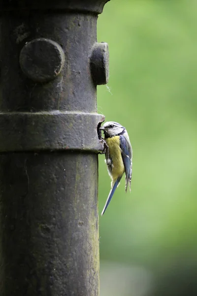 Gyönyörű Titmouse Fészek Régi Fém Kerti Fény — Stock Fotó