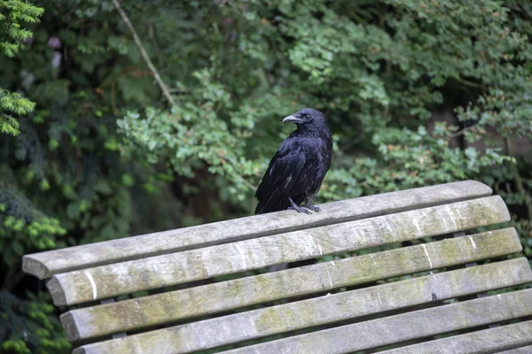 Nahaufnahme Der Schönen Schwarzen Krähe Auf Einer Holzbank — Stockfoto