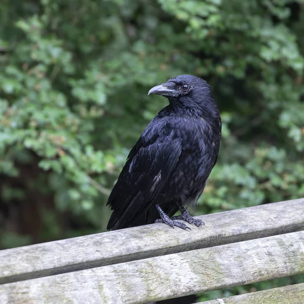 Vista Cerca Cuervo Negro Hermoso Banco Madera —  Fotos de Stock