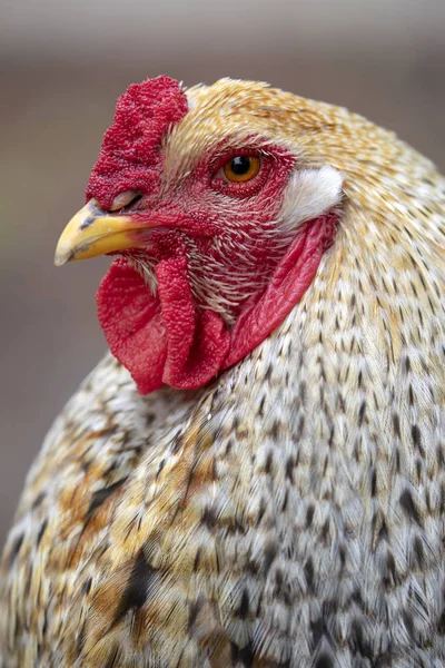 Vista Vicino Bella Gallina Domestica Guardando Fotocamera All Aperto — Foto Stock