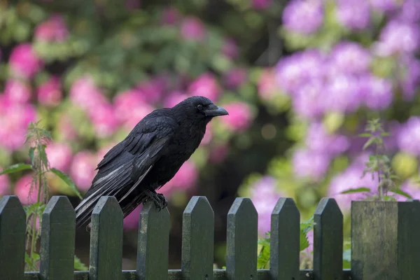 Close View Beautiful Black Crow Wooden Fence Garden — Stock Photo, Image