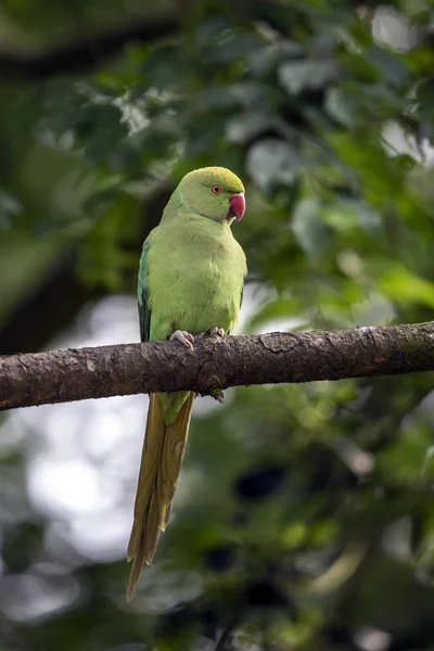 Όμορφο Πράσινο Παπαγάλος Που Κάθονται Στο Κλαδί Δέντρου — Φωτογραφία Αρχείου