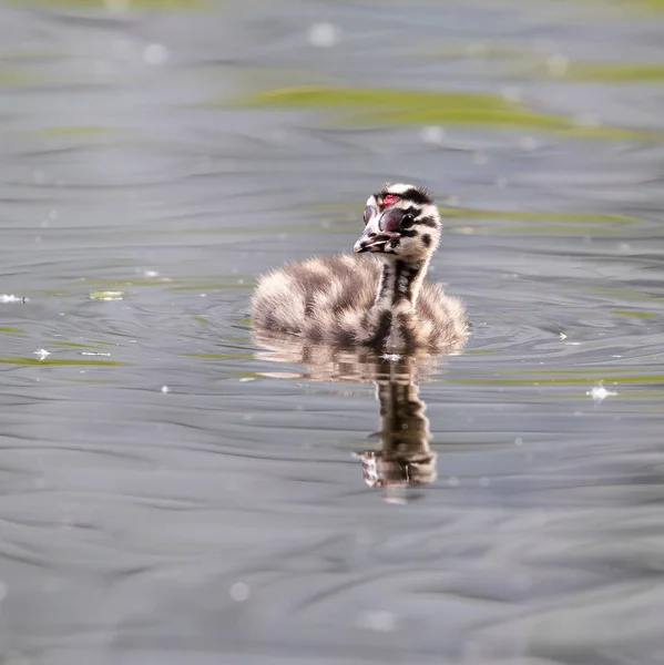 Sakin Gölde Yüzmeye Güzel Ördek Yavrusu — Stok fotoğraf