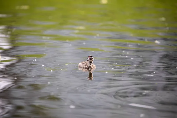 Piękny Wielki Grzywacz Perkoz Kaczątko Pływanie Spokojnych Wodach Jeziora — Zdjęcie stockowe