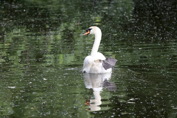 Hermoso Cisne Blanco Nadando Estanque Tranquilo — Foto de Stock