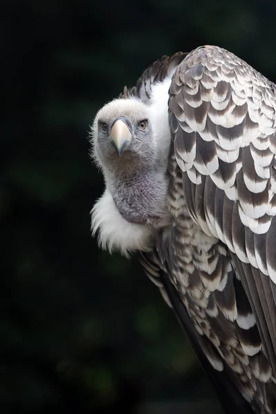 カメラ目線ベンガルハゲワシ Rueppellii 鳥のクローズ アップ ビュー — ストック写真