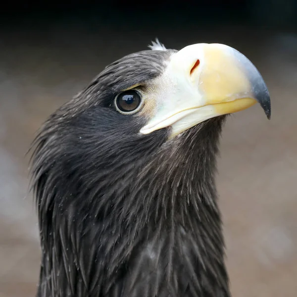 Close View Beautiful Golden Eagle Natural Habitat — Stock Photo, Image