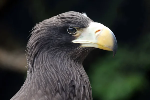 close-up view of beautiful golden eagle in natural habitat