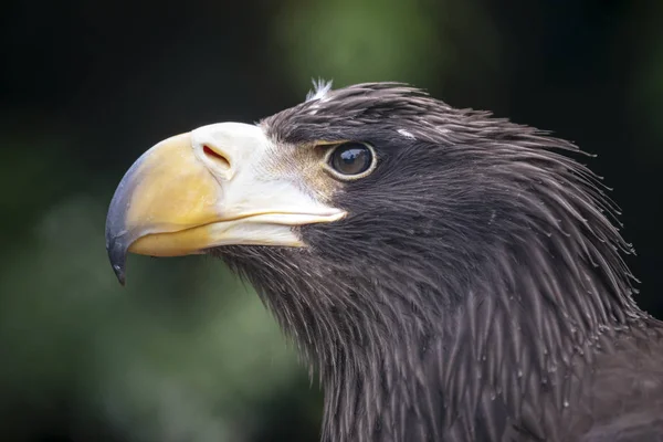 Närbild Vackra Kungsörn Naturliga Livsmiljö — Stockfoto