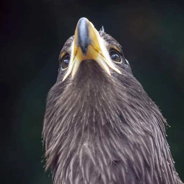 野生动物中惊人的金鹰的特写镜头 — 图库照片