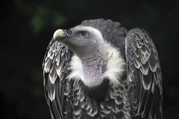 Vista Cerca Las Hermosas Aves Gyps Rueppellii Vida Silvestre —  Fotos de Stock