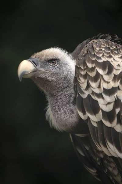 Vista Cerca Las Hermosas Aves Gyps Rueppellii Vida Silvestre —  Fotos de Stock