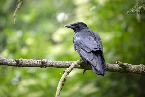 Close View Beautiful Black Crow Tree Branch Stock Image