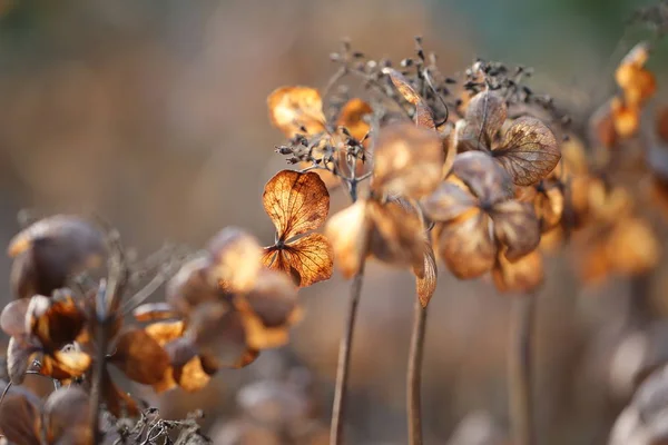 Closeup Dry Autumn Plants Sunlight — Stock Photo, Image