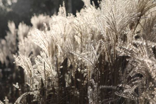 Close Dry Grass Field Sunlight — Stock Photo, Image