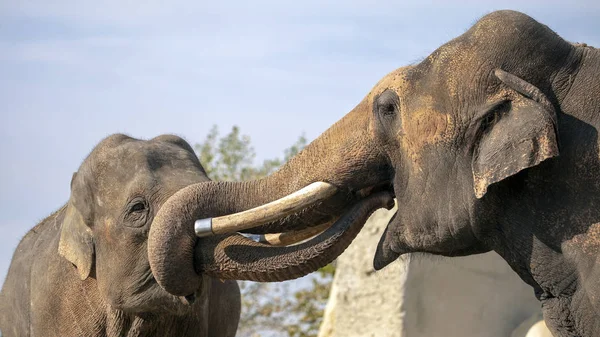 Fiatal Indiai Elefántok Gazdaság Fatörzsek Állatkertben — Stock Fotó
