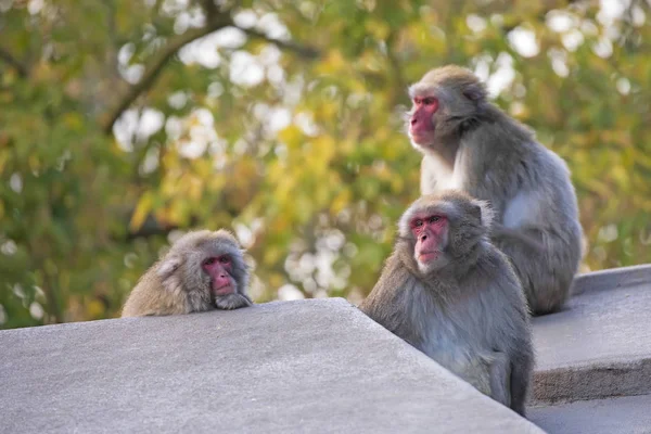 Monos Macacos Japoneses Sentados Valla Piedra — Foto de Stock