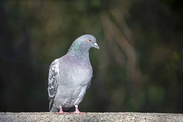 Photo Grey Pigeon Sitting Stone Fence — Stock Photo, Image