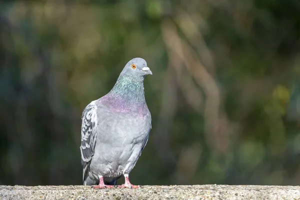 Photo Grey Pigeon Sitting Stone Fence — Stock Photo, Image