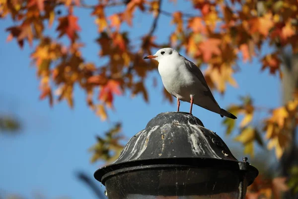 Grijze Meeuw Zittend Lamp Herfst Met Oranje Bladeren — Stockfoto