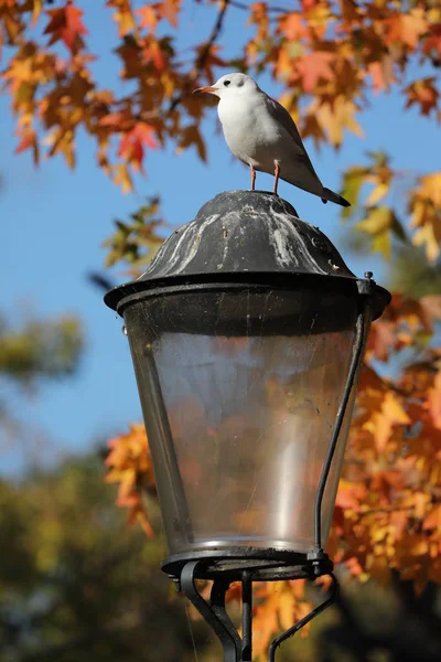 Grijze Meeuw Zittend Lamp Herfst Met Oranje Bladeren — Stockfoto