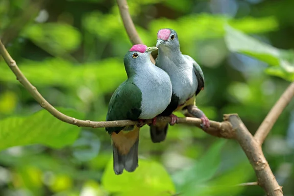 在树枝上的一对美丽的水果鸽子 — 图库照片