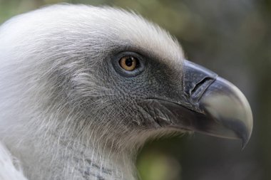 yakından görmek güzel Gyps rueppellii kuş türü yaban hayatı