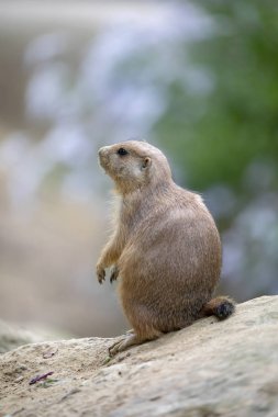 Küçük Çayır köpeği'ni doğal ortamlarında