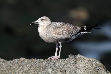 Taş, bir gri martı yakın çekim