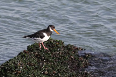 Deniz kıyısında, Avrasya oystercatcher yakın çekim