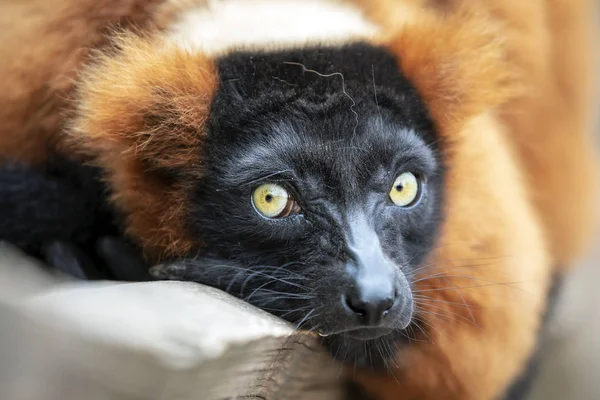 自然で美しい野生の赤い Lemur のクローズ アップ ビュー — ストック写真
