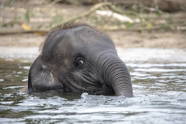 Unga Indiska Elefanten Leka Vattnet — Stockfoto