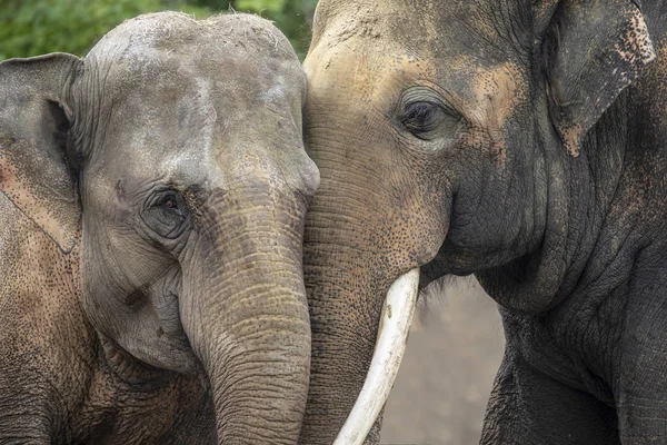 Fiatal Indiai Elefántok Természetes Élőhely — Stock Fotó