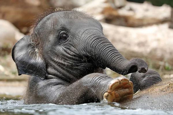 Elefante Joven Indio Jugando Agua — Foto de Stock