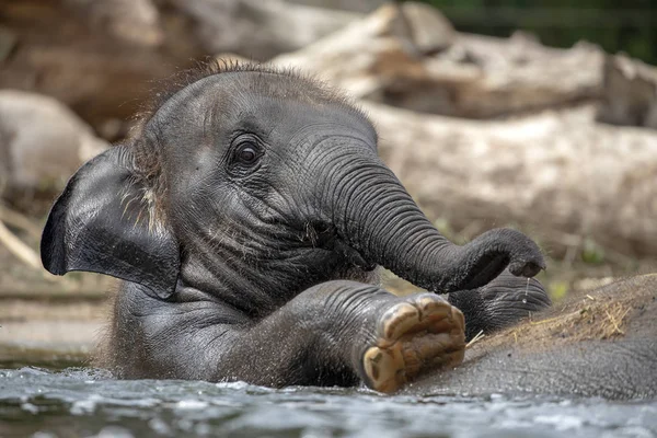 Elefante Joven Indio Jugando Agua — Foto de Stock