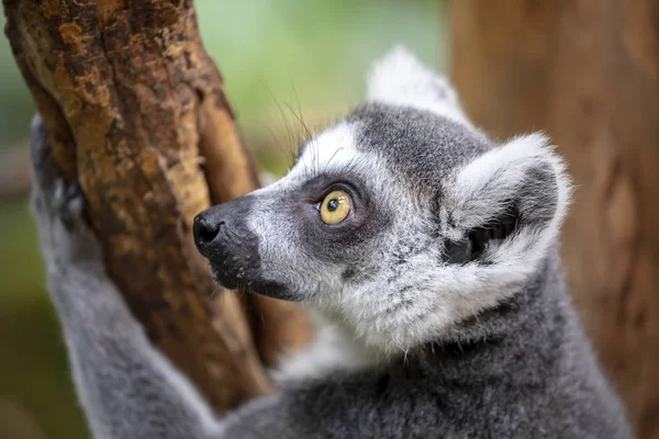 Belo Anel Cauda Lemur Árvore — Fotografia de Stock
