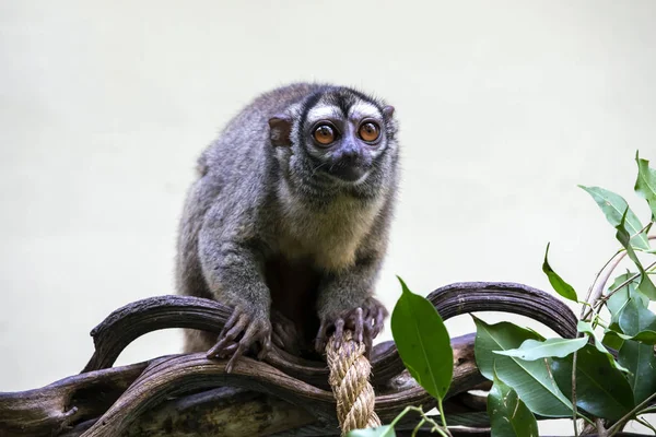 Exótico Macaco Noite Três Riscas Natureza — Fotografia de Stock