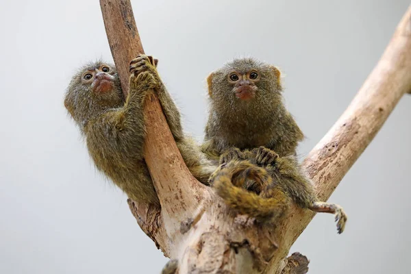 Dos Monos Pigmeos Sentados Árbol — Foto de Stock