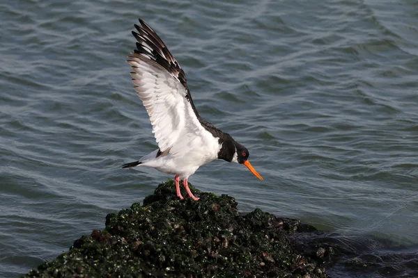 Avrasya Oystercatcher Kuş Deniz Kıyısında Yakın Çekim — Stok fotoğraf