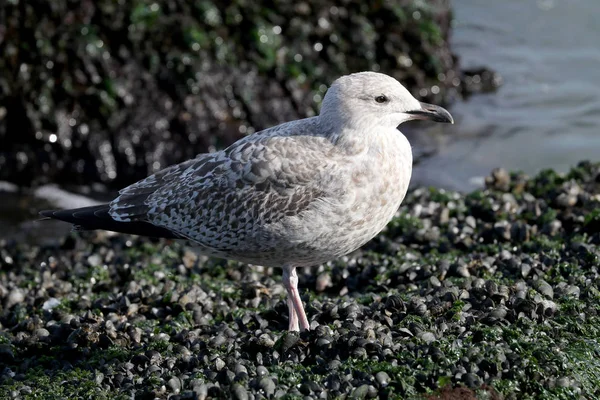 Grå Mås Stranden Med Snäckskal Närbild — Stockfoto