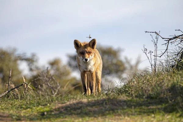 Cute Red Fox Natural Habitat — Stock Photo, Image