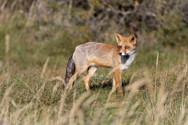 Cute Red Fox Natural Habitat — Stock Photo, Image