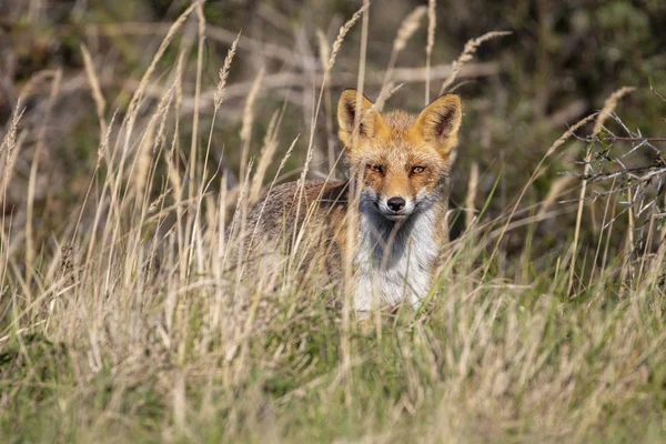 Cute Red Fox Natural Habitat — Stock Photo, Image