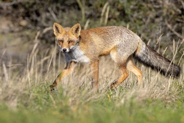 Cute Red Fox Natural Habitat — Stock Photo, Image